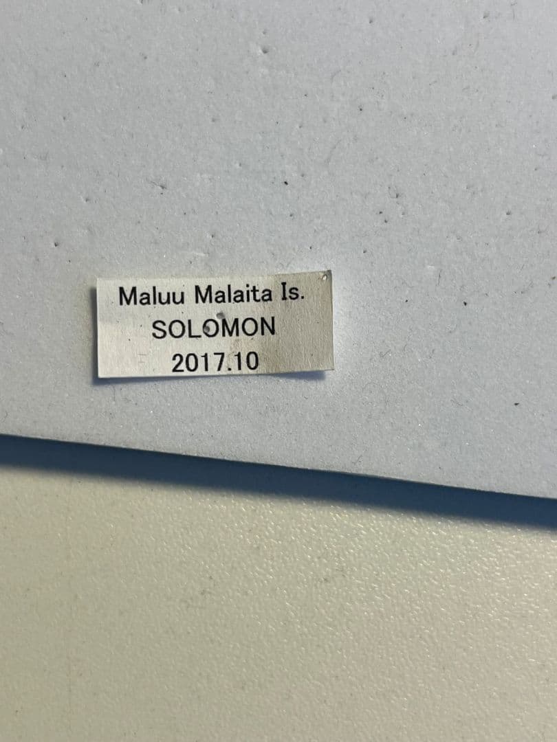 アオメガネトリバネアゲハ 外国産蝶標本 モルフォ 蝶 標本 野外採集品 蝶の標本