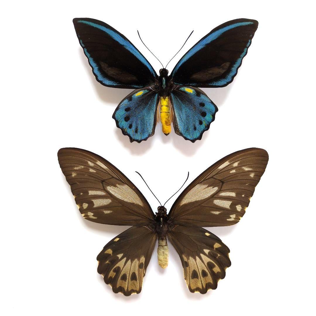 蝶標本　ヒメアオメガネトリバネアゲハ　ペア