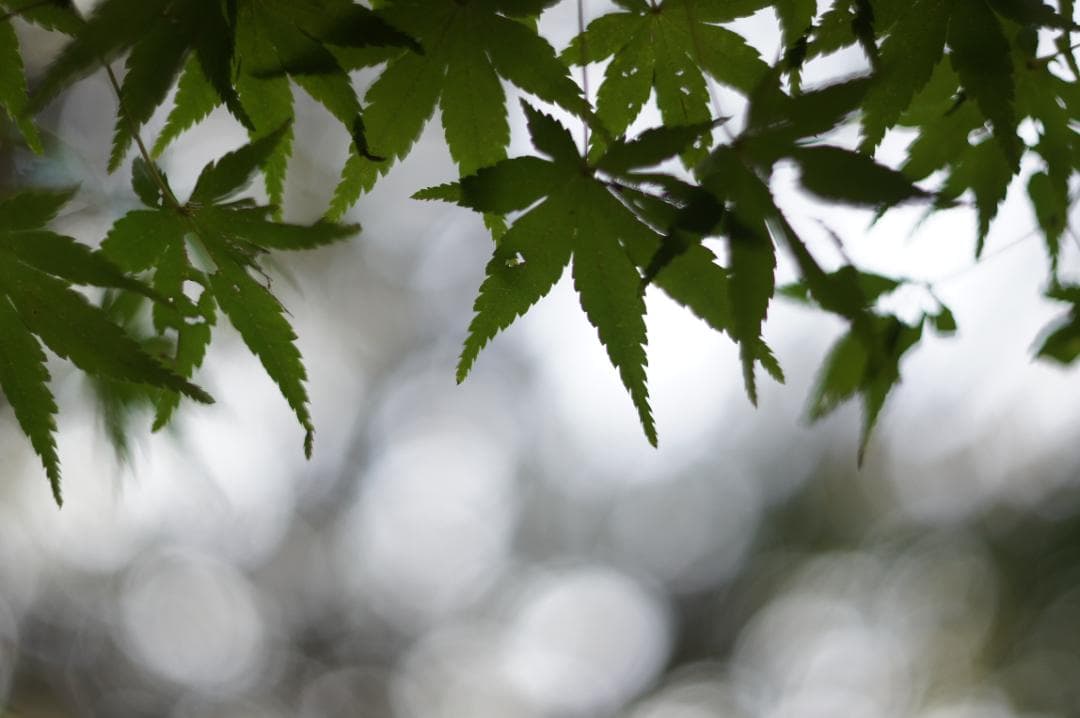 【富岡光学 ヤシカ】 Auto Yashinon DS 50mm F1.9