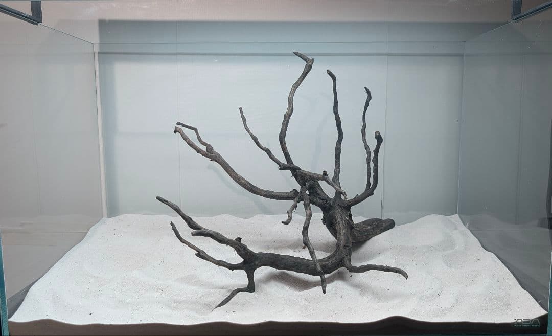 ブラックスマトラブランチ【BSB118】アクアリウム まとめ買い対応可 水槽