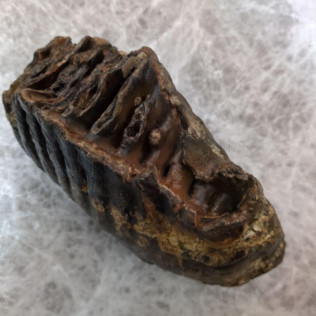 （希少）マンモス ナウマンゾウ 歯化石 臼歯