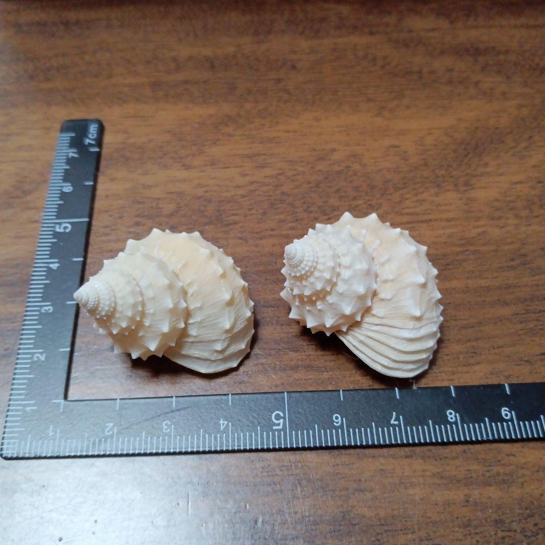貝殻標本　イガギンエビス②