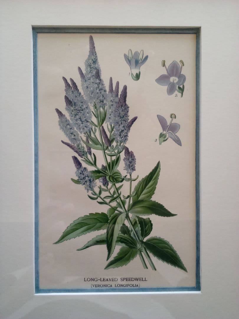 イギリス ボタニカル画 石版画(クロモリトグラフ) １８９７年