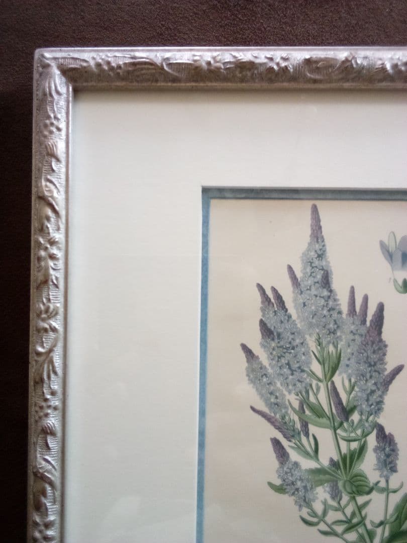 イギリス ボタニカル画 石版画(クロモリトグラフ) １８９７年