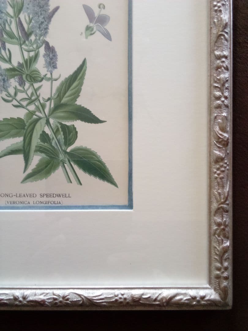 イギリス ボタニカル画 石版画(クロモリトグラフ) １８９７年