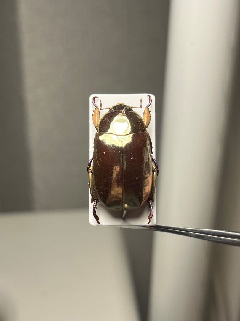 【22mm】リンバータプラチナコガネ 標本ウグイスコガネタマムシ コブハムシ