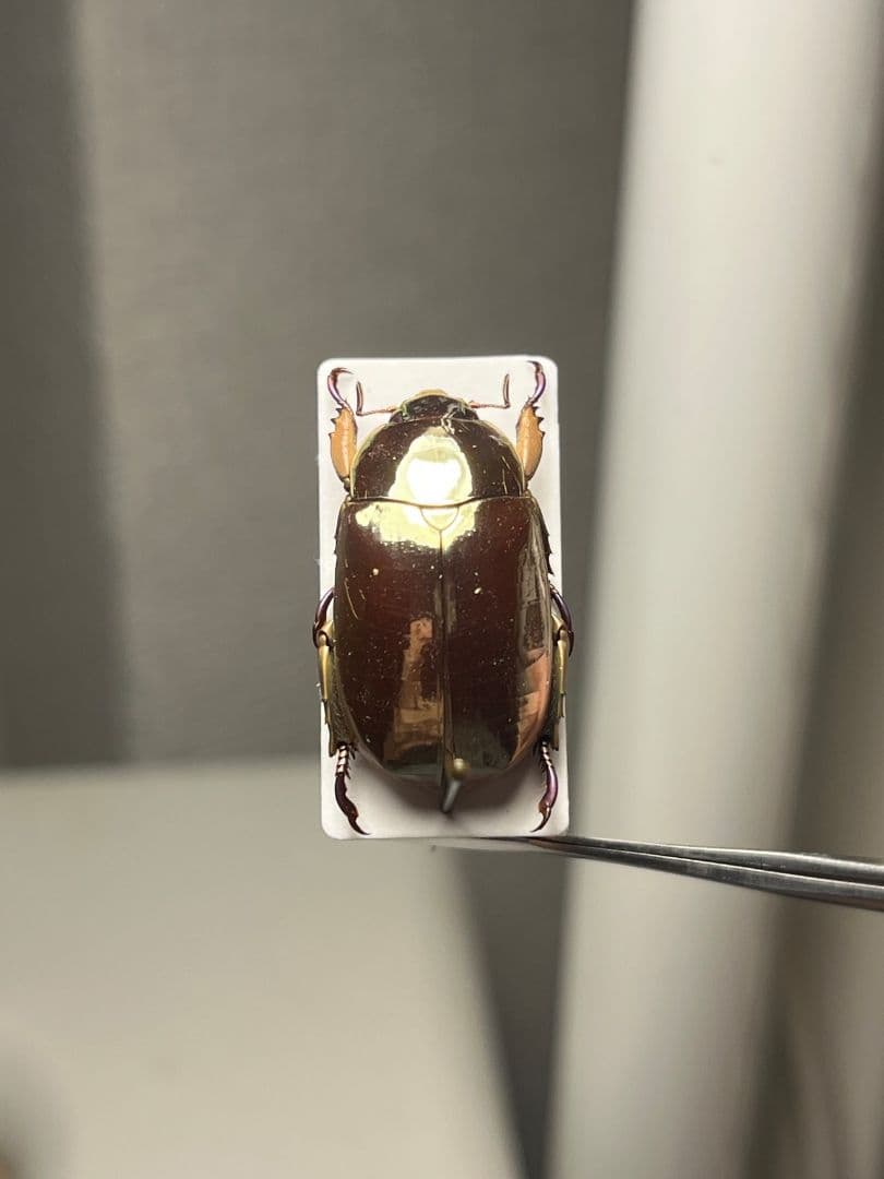 【22mm】リンバータプラチナコガネ 標本ウグイスコガネタマムシ コブハムシ