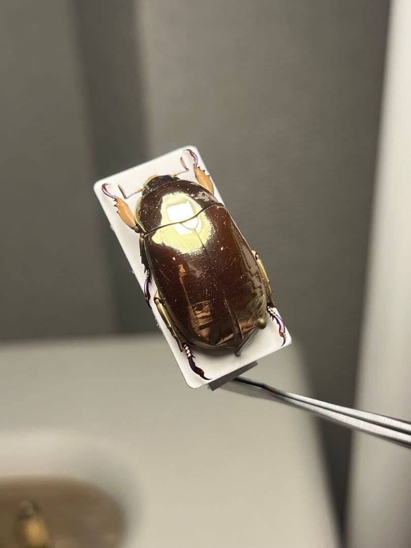 【22mm】リンバータプラチナコガネ 標本ウグイスコガネタマムシ コブハムシ