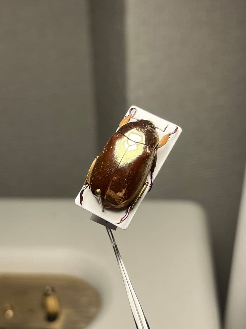 【22mm】リンバータプラチナコガネ 標本ウグイスコガネタマムシ コブハムシ