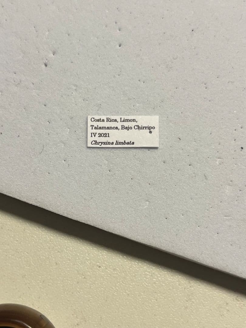 【22mm】リンバータプラチナコガネ 標本ウグイスコガネタマムシ コブハムシ