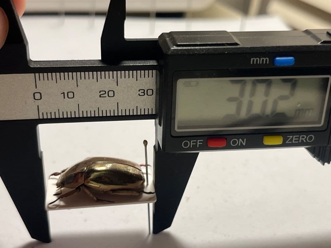 【22mm】リンバータプラチナコガネ 標本ウグイスコガネタマムシ コブハムシ