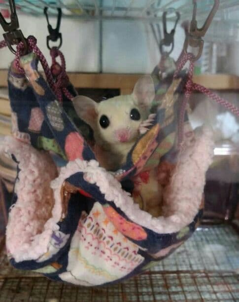 モモンガハウス(大きい花柄) ボアピンク   特大サイズ  2400円