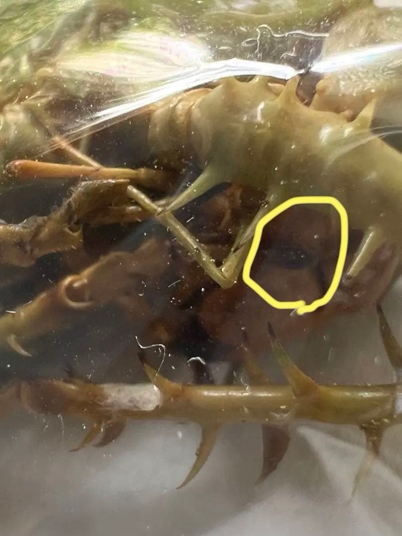 T*R様 珍品 キリギリス標本