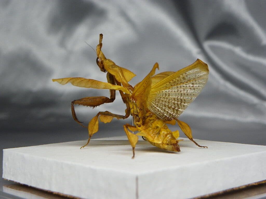 ゴーストマンティス／ペア　立体標本