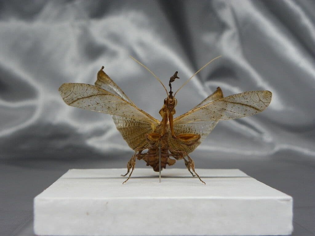 ゴーストマンティス／ペア　立体標本