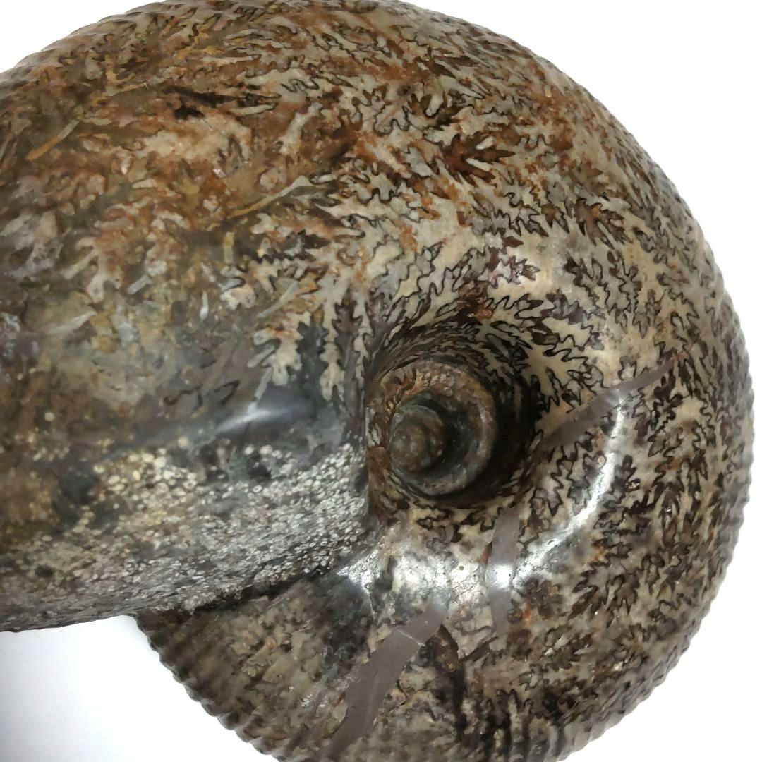 アンモナイト化石　シダ模様　大型約14cm　美品