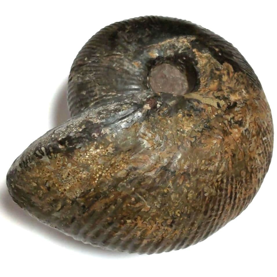 アンモナイト化石　シダ模様　大型約14cm　美品