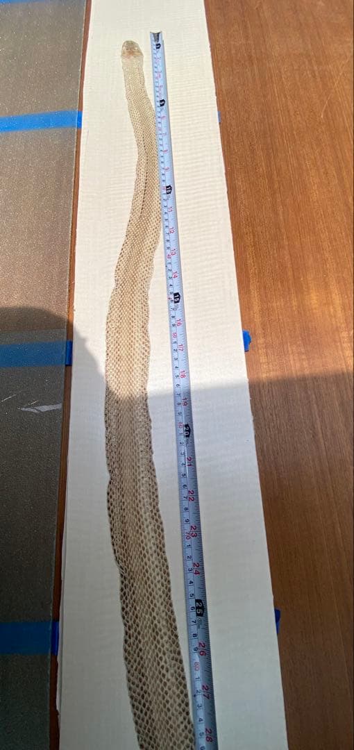 アオダイショウ抜け殻