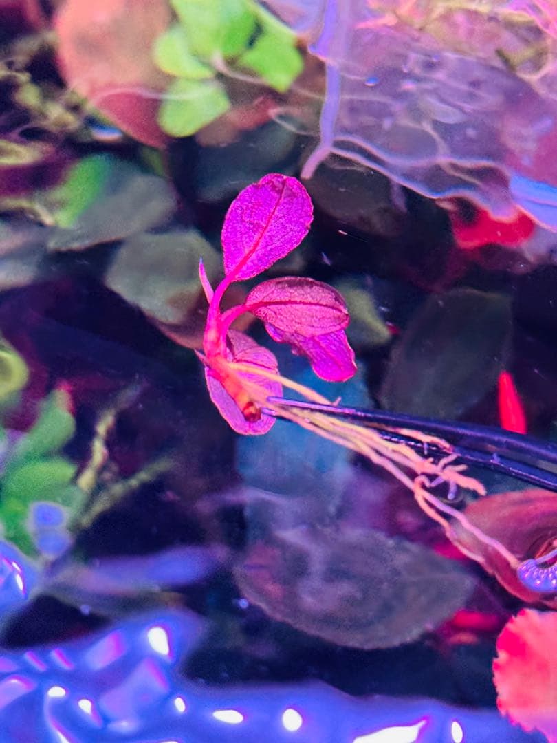 ブセファランドラ sp. ファンタスティックパープル