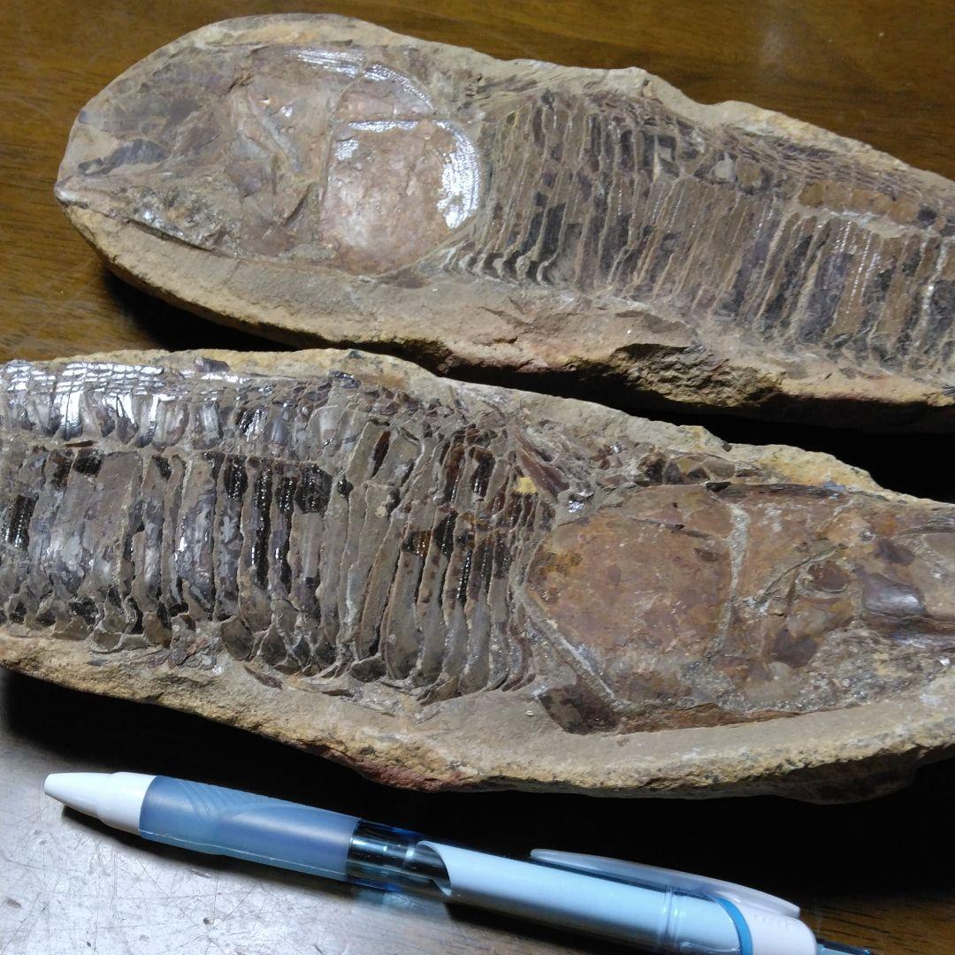 化石　　三葉虫　　石　　古い　　レトロ