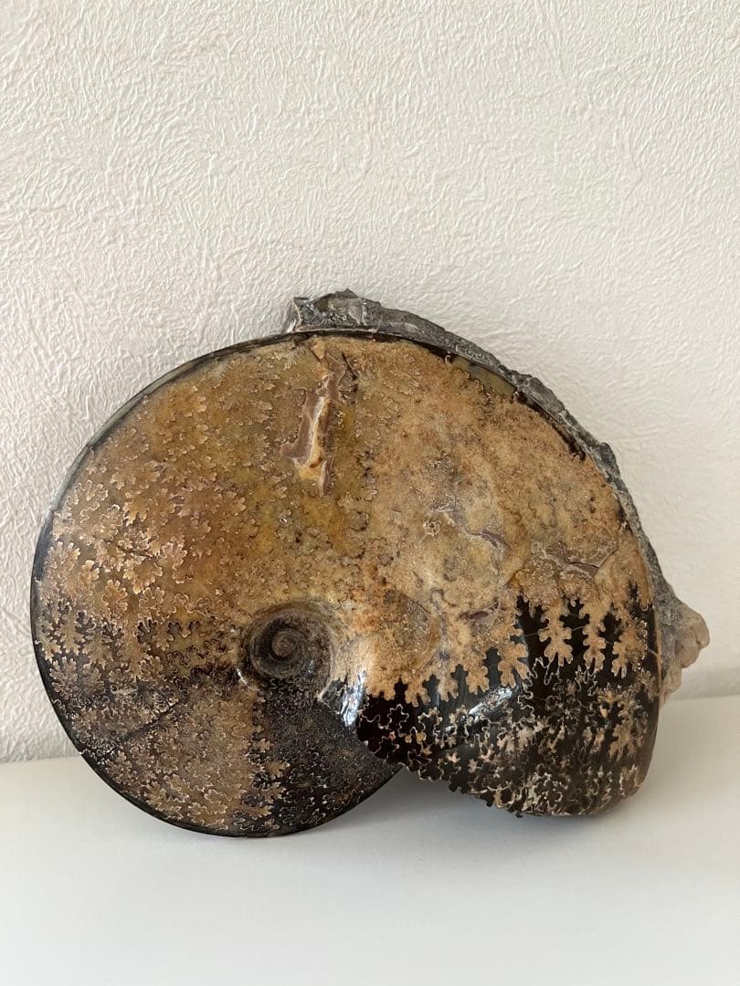 美品アンモナイト化石　菊石　15.5cm