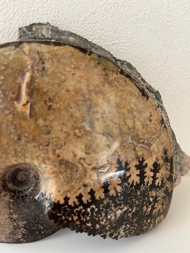 美品アンモナイト化石　菊石　15.5cm