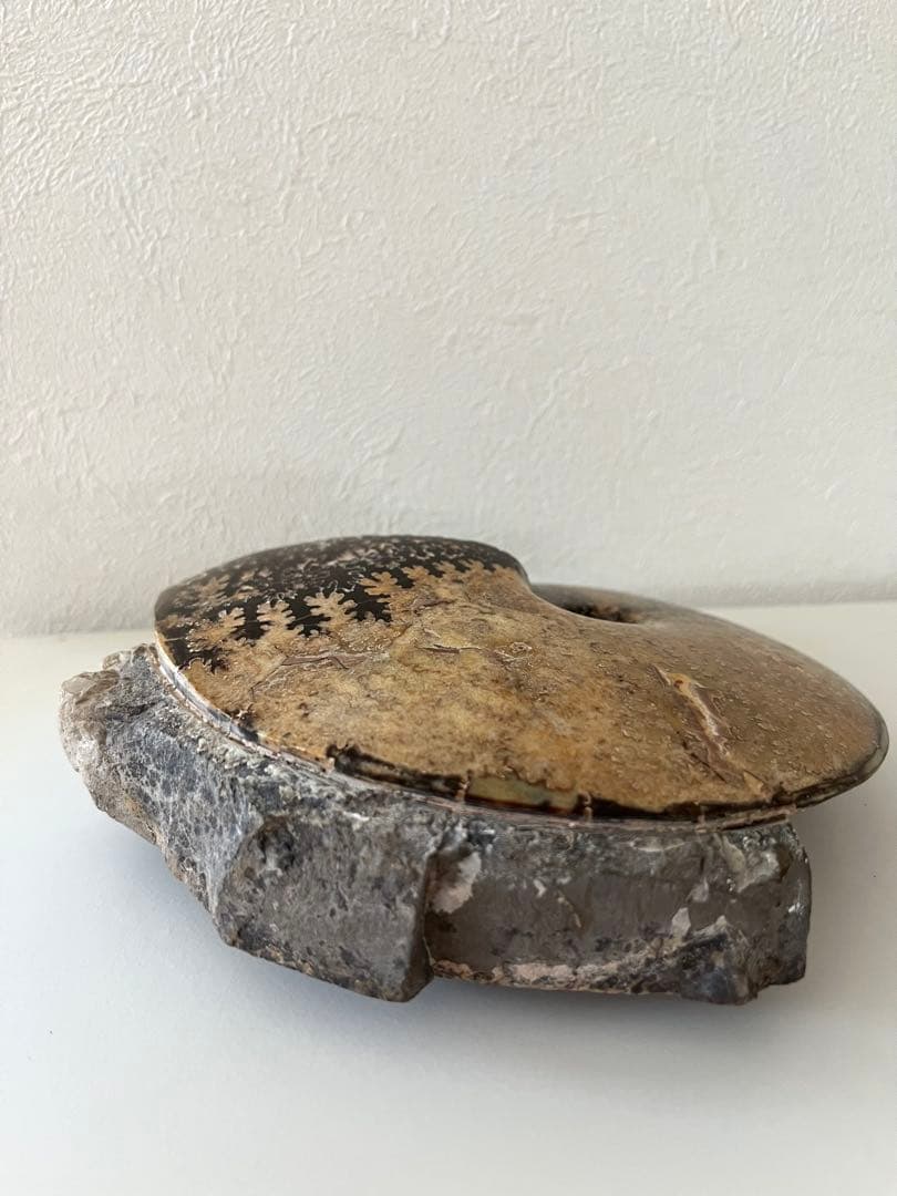 美品アンモナイト化石　菊石　15.5cm