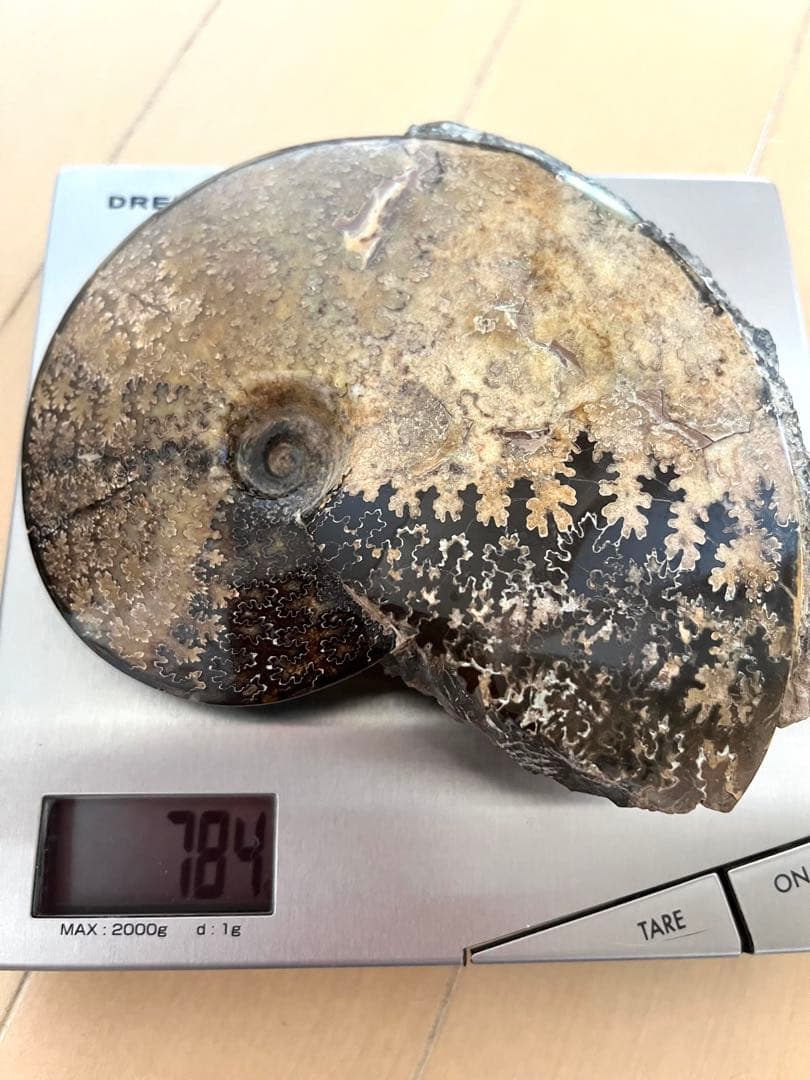 美品アンモナイト化石　菊石　15.5cm