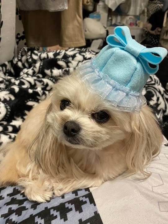 ⭕️ペット・ぬいぐるみ・人形帽子