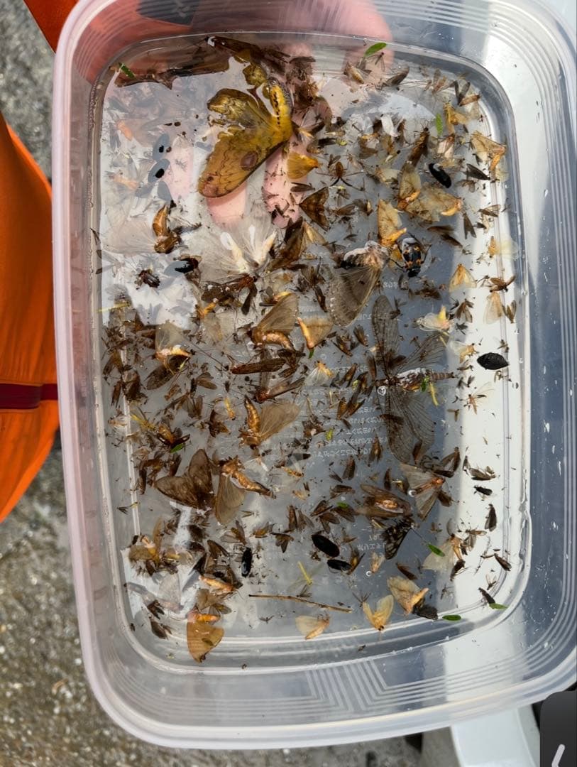 紫外線LEDライトトラップ機材　10機