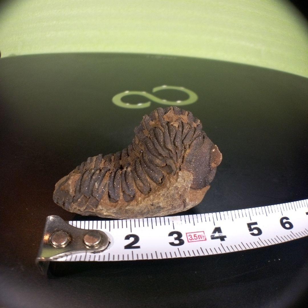 三葉虫　化石　ボリビア産　南アメリカ　trilobite　Bolivia三葉虫④