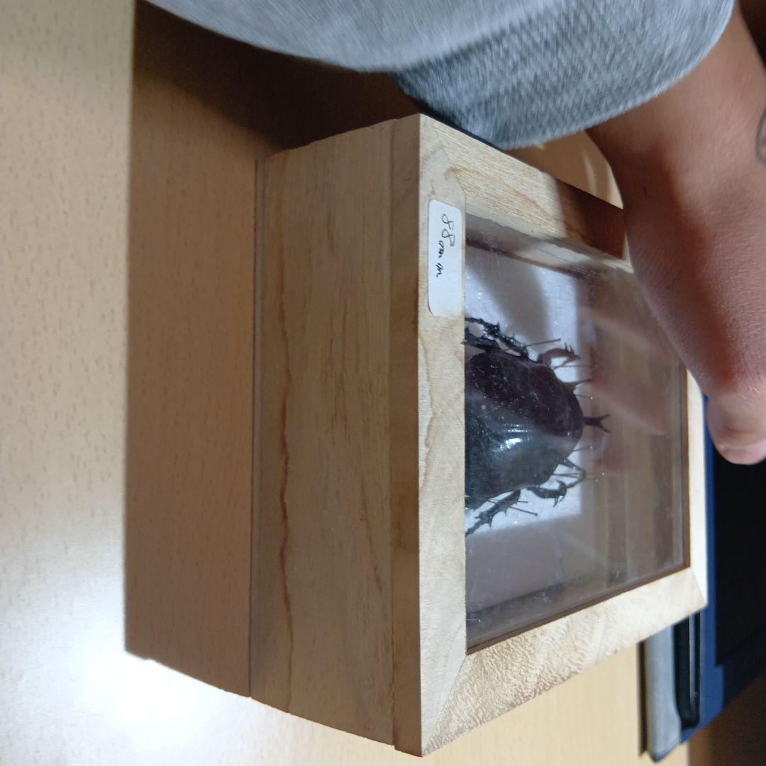 ⚠️最終値下げ⚠️早いもんがち‼️マルスゾウカブト標本 木製ケース入り