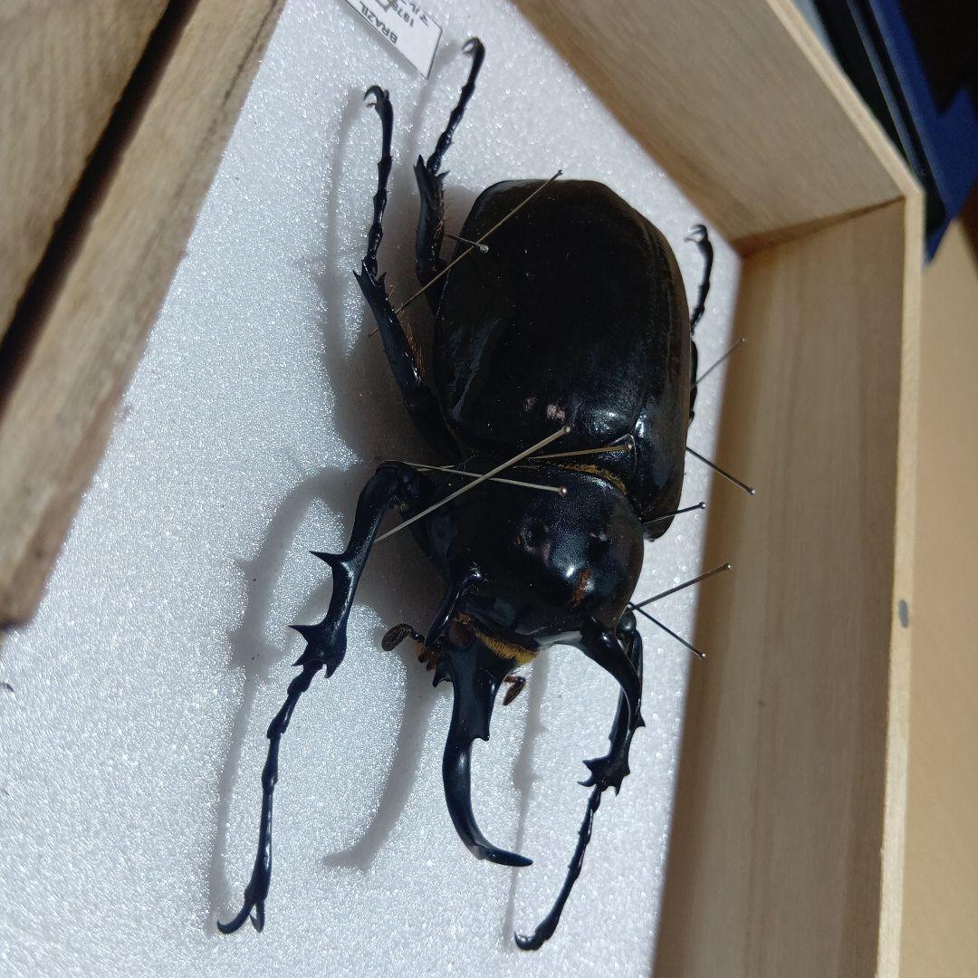 ⚠️最終値下げ⚠️早いもんがち‼️マルスゾウカブト標本 木製ケース入り