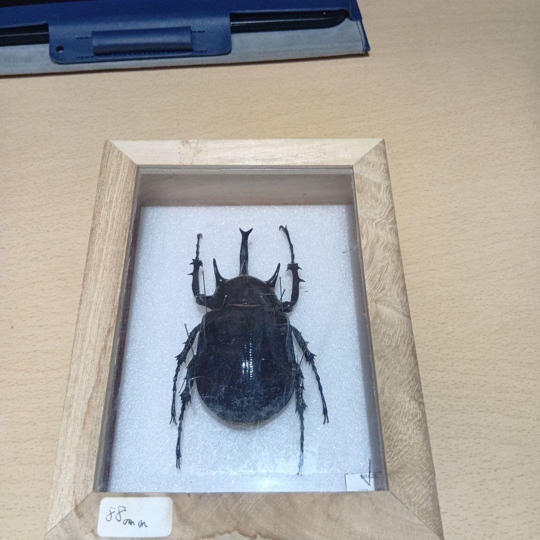 ⚠️最終値下げ⚠️早いもんがち‼️マルスゾウカブト標本 木製ケース入り
