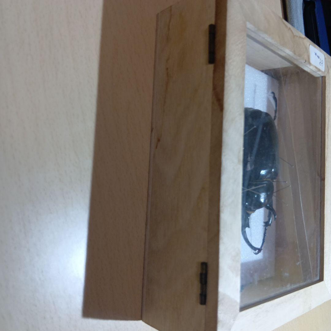 ⚠️最終値下げ⚠️早いもんがち‼️マルスゾウカブト標本 木製ケース入り