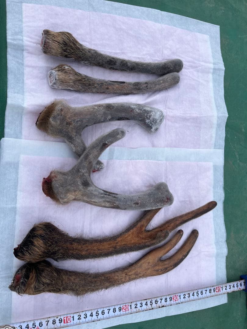 エゾシカのツノ（袋角）