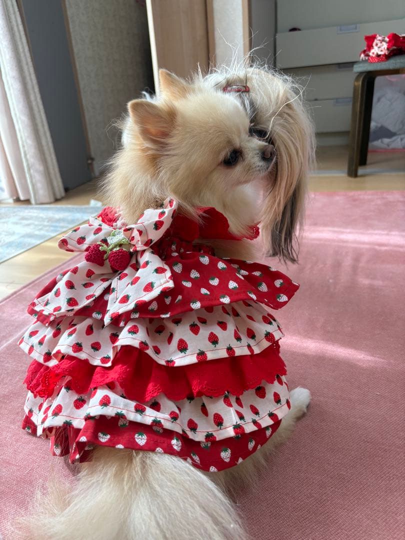いちごちゃん犬服ハンドメイドワンピース終了