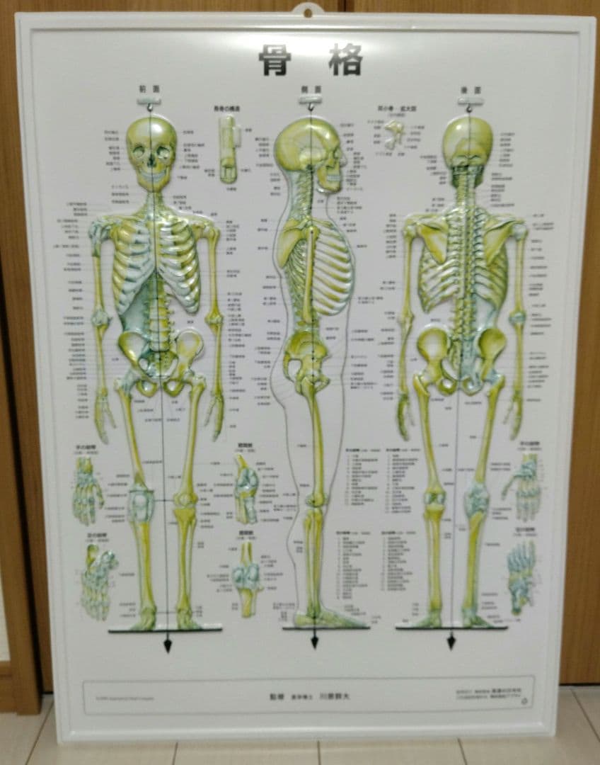 解剖学的人体半立体壁掛けポスター8枚セット
