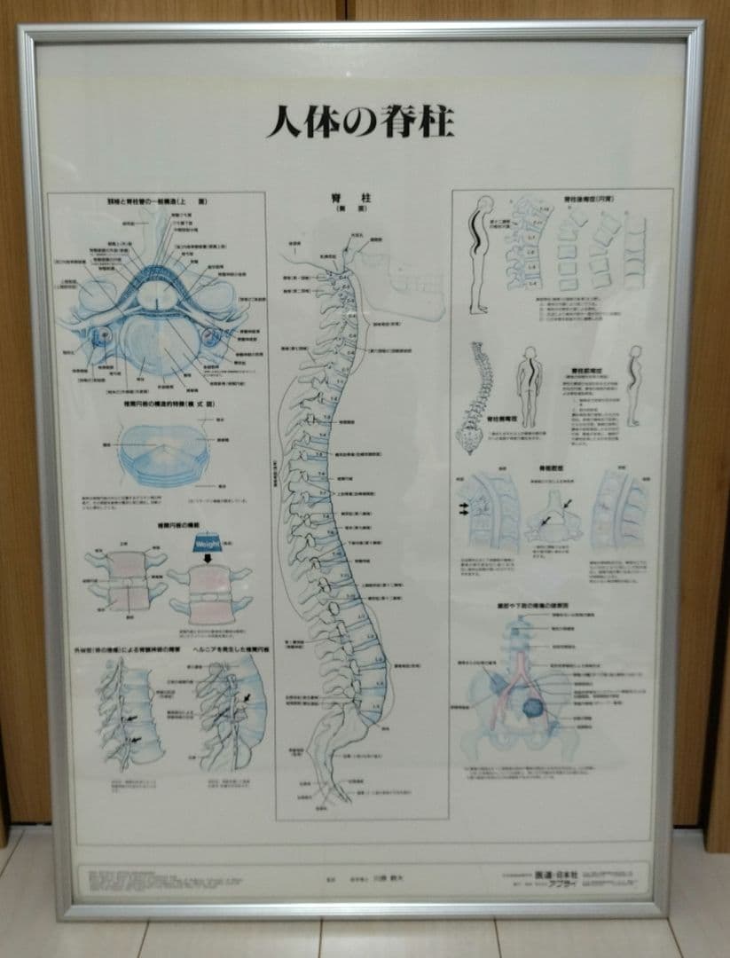 解剖学的人体半立体壁掛けポスター8枚セット