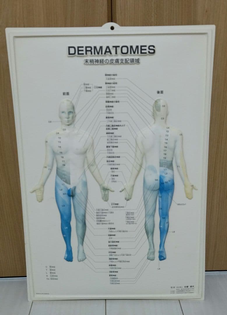 解剖学的人体半立体壁掛けポスター8枚セット