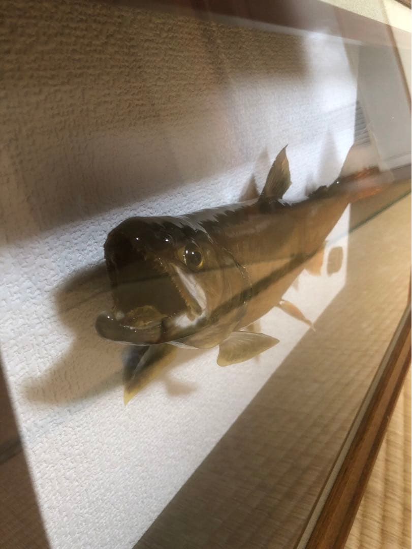 イワナの標本 剥製　木製フレーム 約30cm