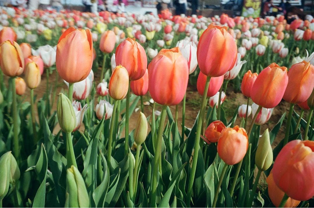 canon autoboy s フィルムカメラ