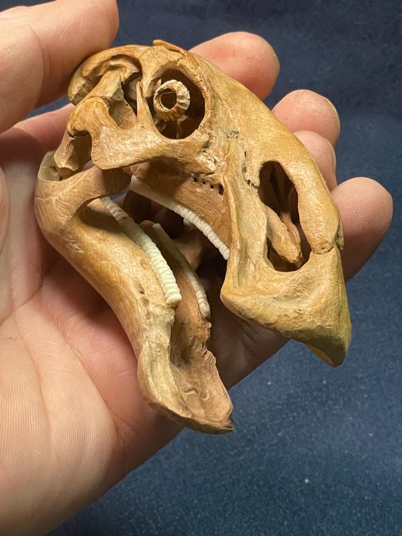 木彫　恐竜　ブラキロフォサウルス頭骨　１/10スケール