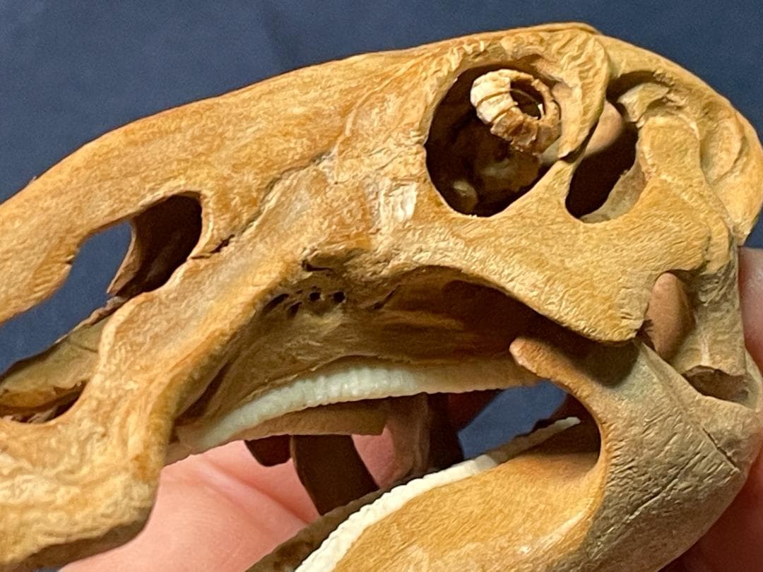 木彫　恐竜　ブラキロフォサウルス頭骨　１/10スケール