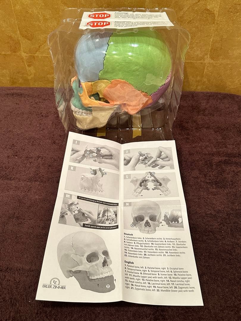 ■ドイツ3B社製頭蓋骨22分解キッ ト表示>マルチカラー　◾️新品未使用品