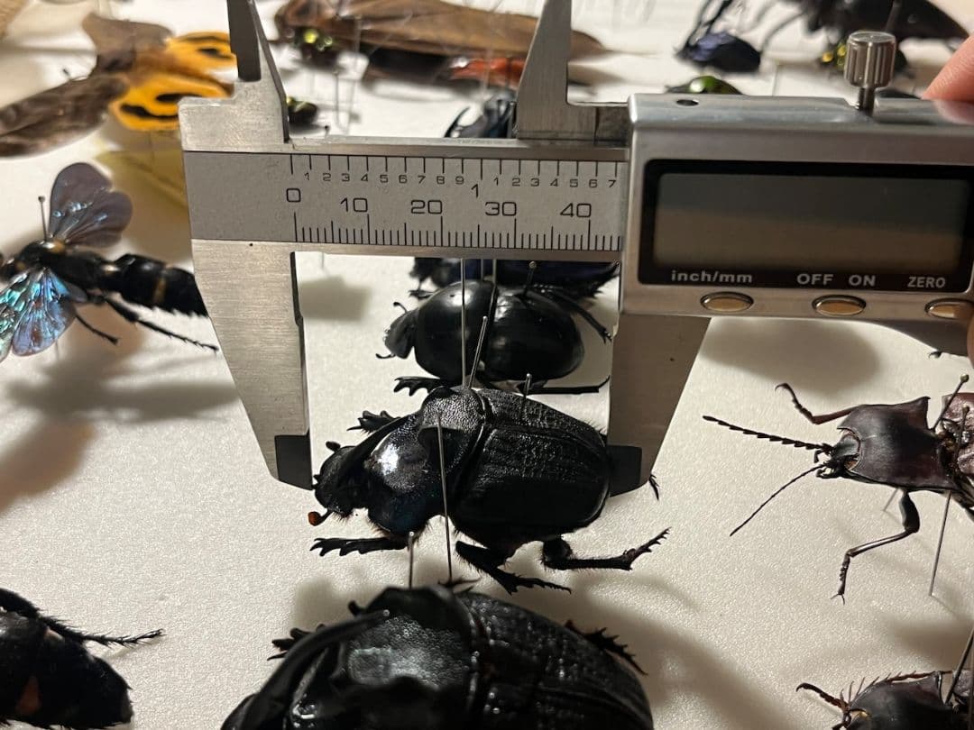 【44mm♀】エンシフェールオオニジダイコクコガネ エンシフェル