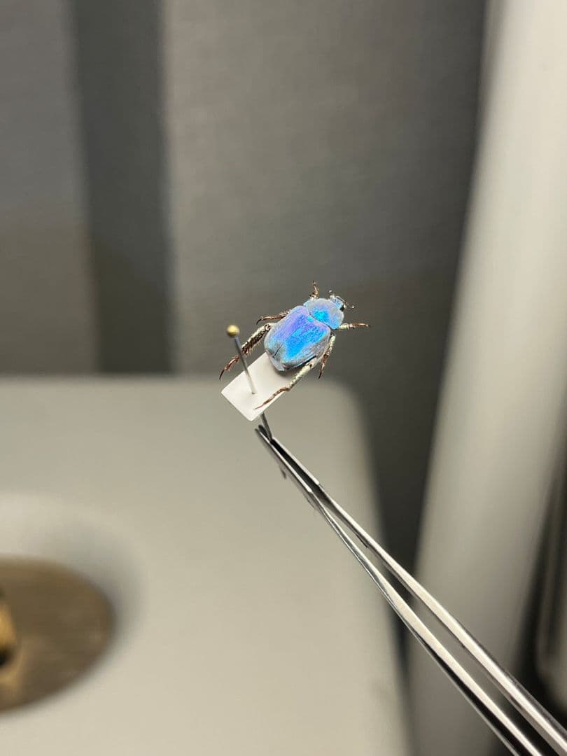 【9mm】シンジュアシナガコガネ 標本 ブルースカラベ プラチナコガネ カナブン