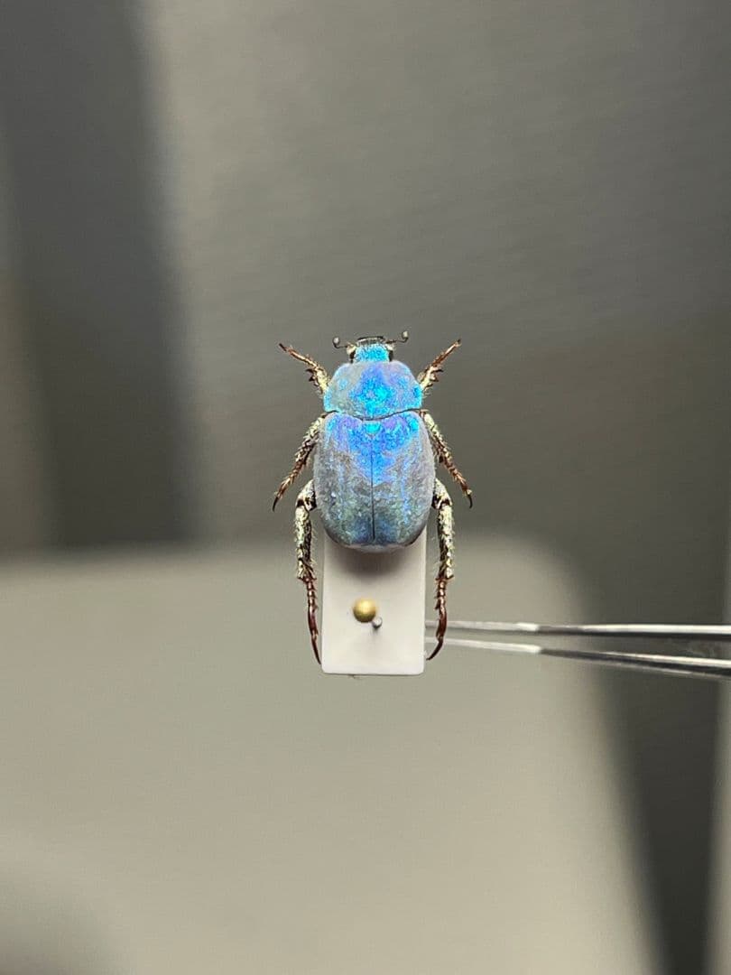 【9mm】シンジュアシナガコガネ 標本 ブルースカラベ プラチナコガネ カナブン