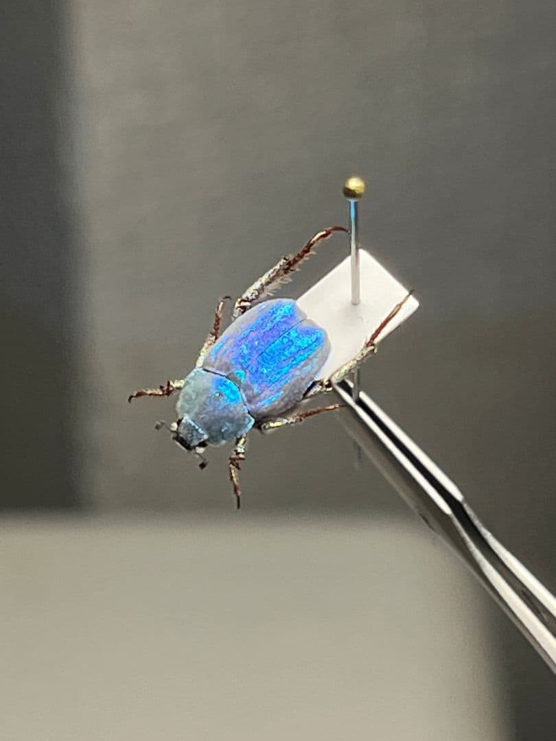 【9mm】シンジュアシナガコガネ 標本 ブルースカラベ プラチナコガネ カナブン
