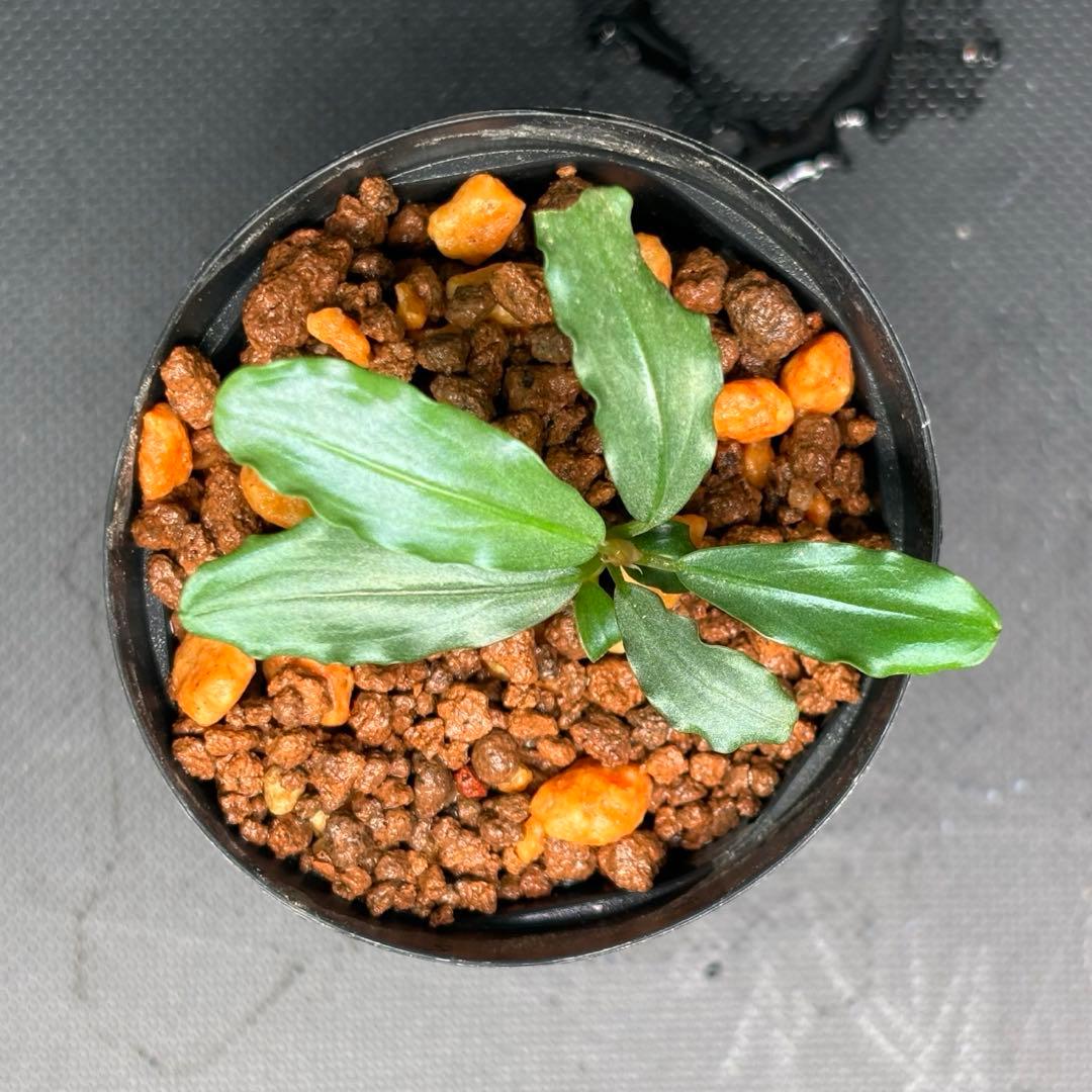 Bucephalandra sp. Aurora KN便